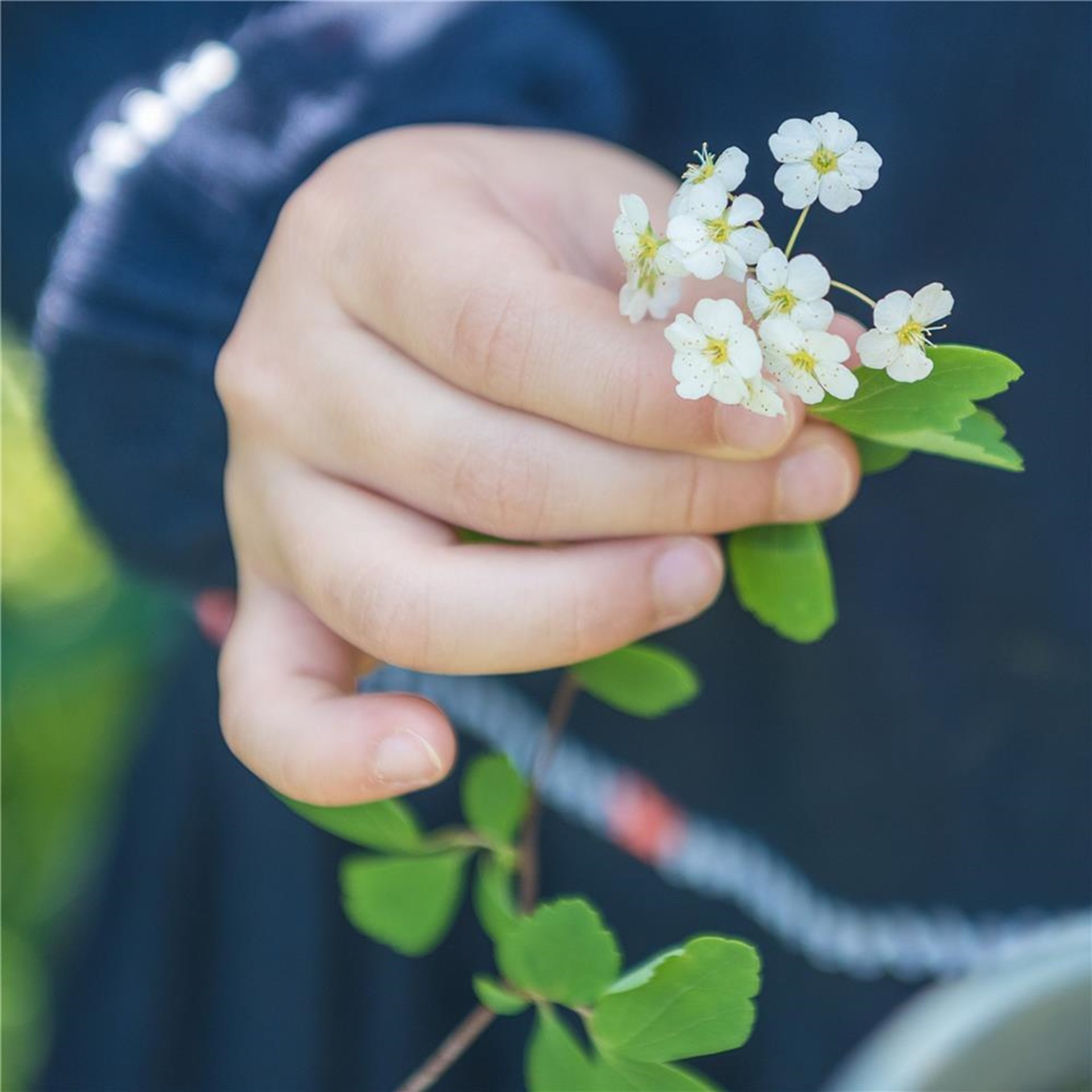 Eine Kinderhand hält einen Zweig mit kleinen weißen Blüten und grünen Blättern. Im Hintergrund sind ein dunkelblauer Ärmel und verschwommenes grünes Laub zu sehen.